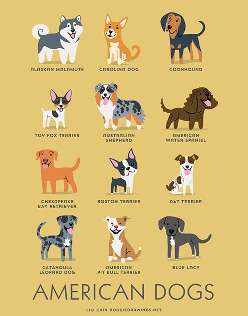 เรียนรู้ศัพท์ภาษาอังกฤษ “200 สายพันธุ์สุนัขจากทั่วทุกมุมโลก”  จากโปสเตอร์สุดน่ารัก | Wegointer.Com - เรียนต่อต่างประเทศ | American Dog,  Leopard Dog, Dogs