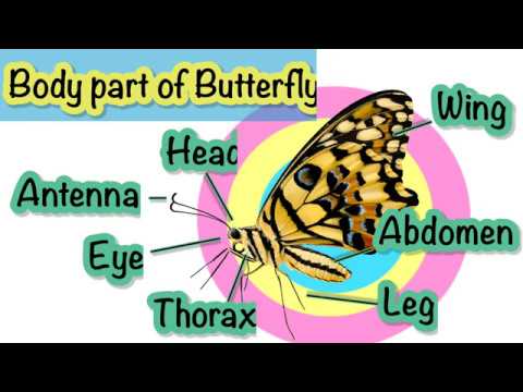 Butterfly ผีเสื้อ คำศัพท์ภาษาอังกฤษเกี่ยวกับผีเสื้อ และอวัยวะต่างๆของผีเสื้อ